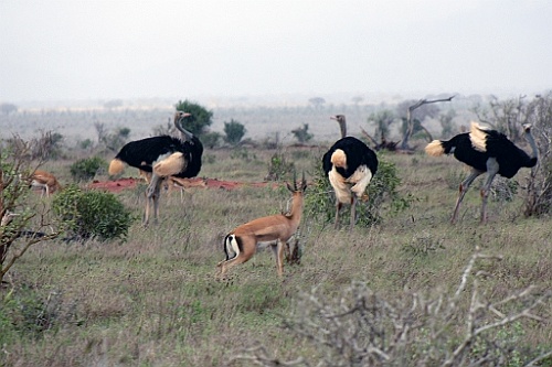 Kenia (426)